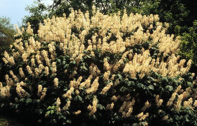 Aesculus parviflora