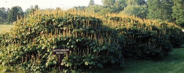 Aesculus parviflora