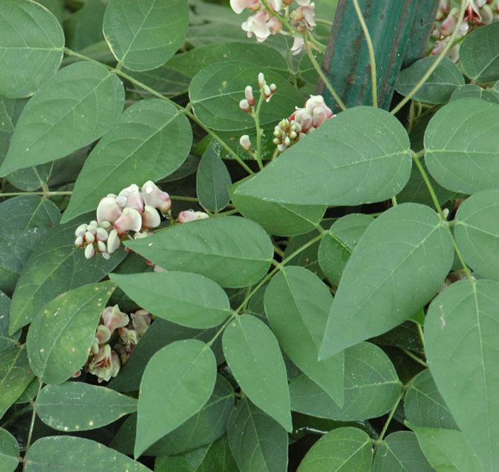 Apios americana 