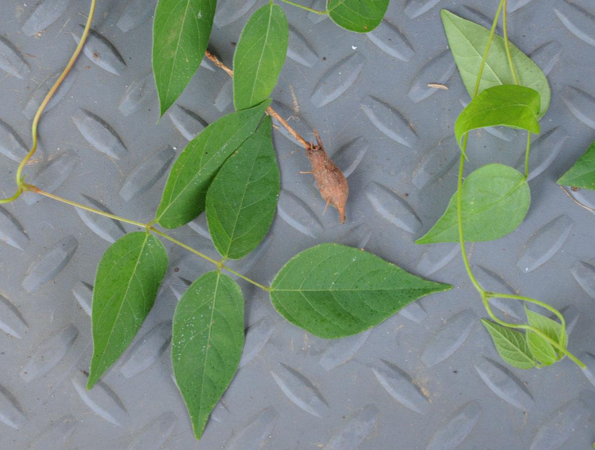 Apios americana 