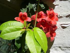 Bignonia capreolata L.