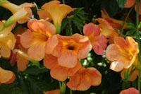 Bignonia capreolata L.