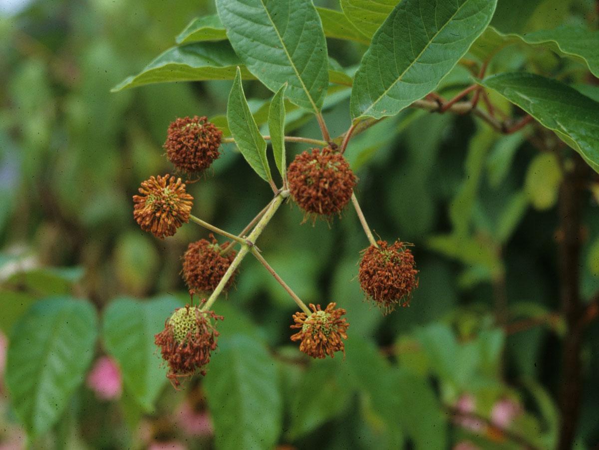 Cephalanthus occidentalis - Buttonbush