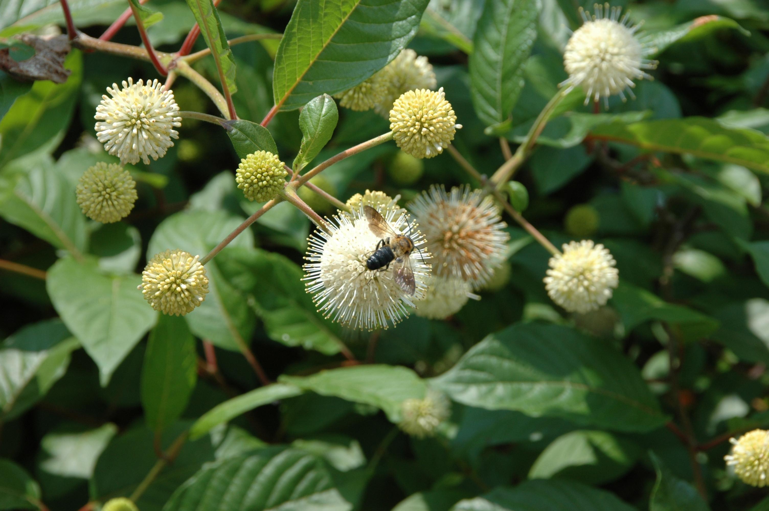 Cephalanthus occidentalis - Buttonbush
