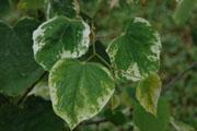 Cercis canadensis ‘Silver Cloud’ – Silver Cloud Red Bud