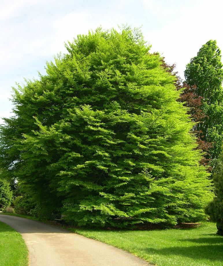 Fagus sylvatica 'Laciniata' or 'Asplenifolia' Cut Leaf European Beech Fagus sylvatica 'Laciniata' or 'Asplenifolia' Cut Leaf European Beech