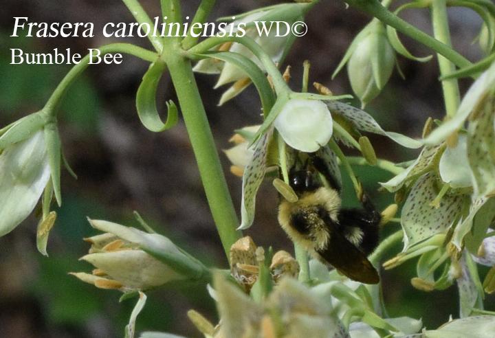 Frasera caroliniensis - American Colombo