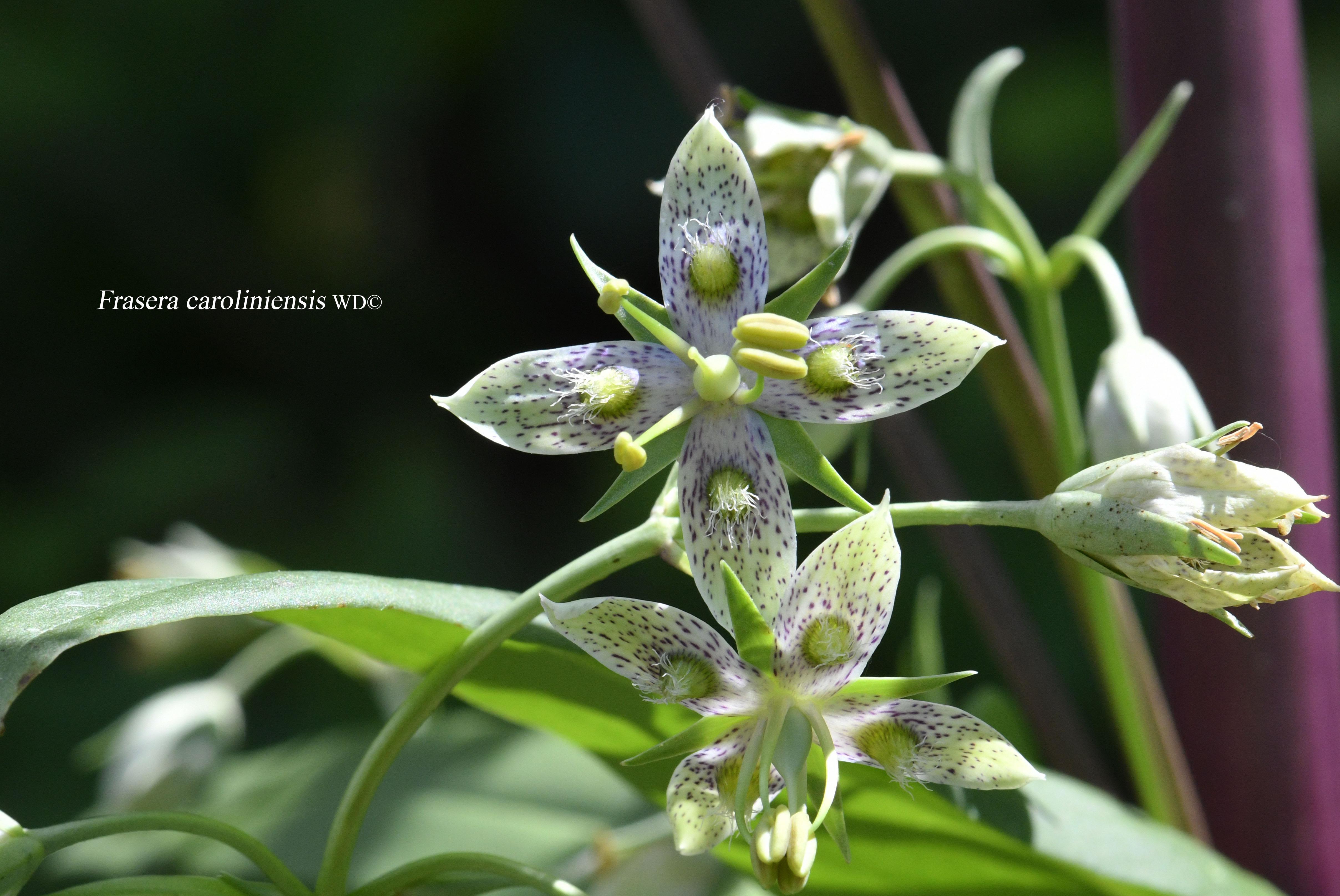 Frasera caroliniensis - American Colombo