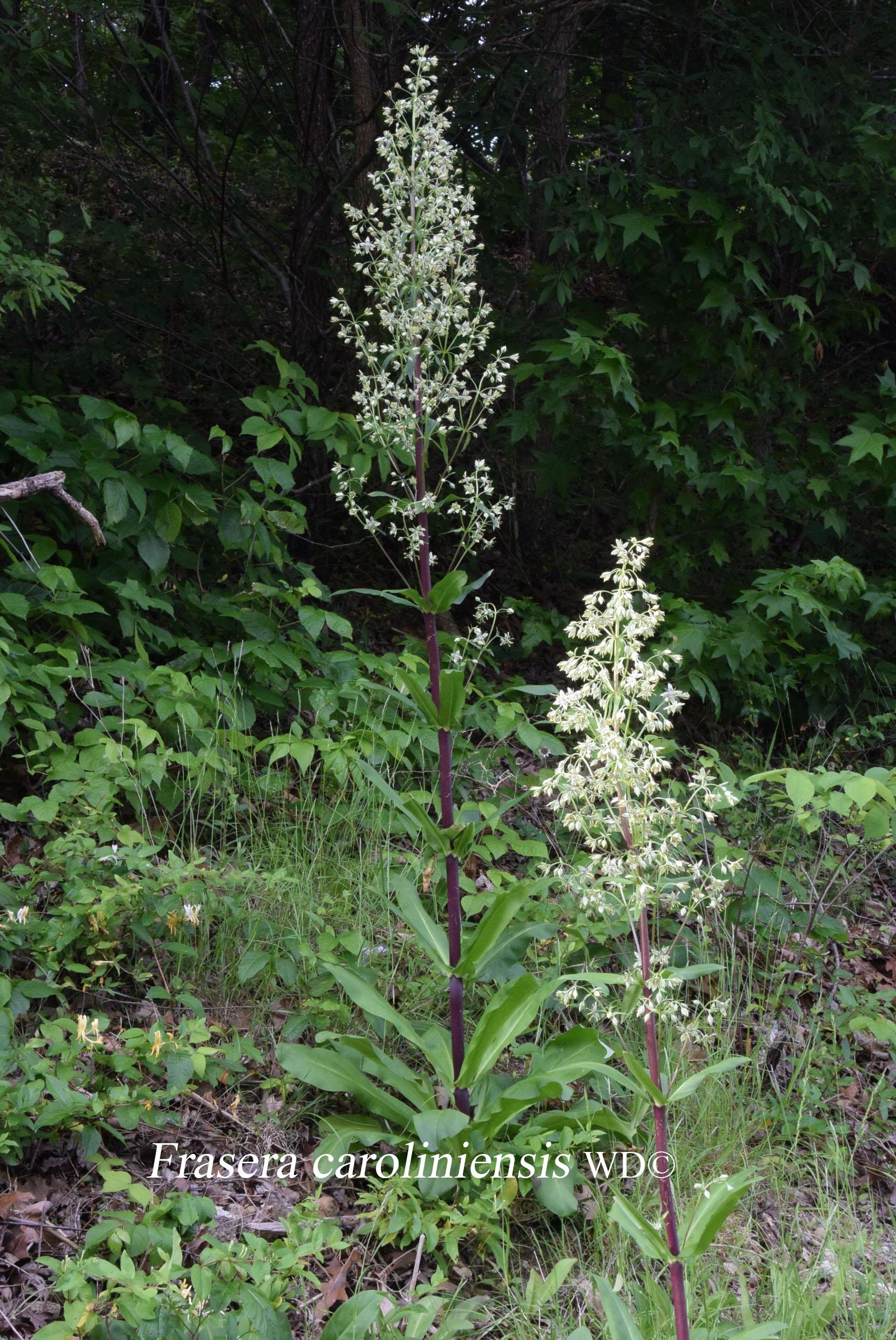 Frasera caroliniensis - American Colombo