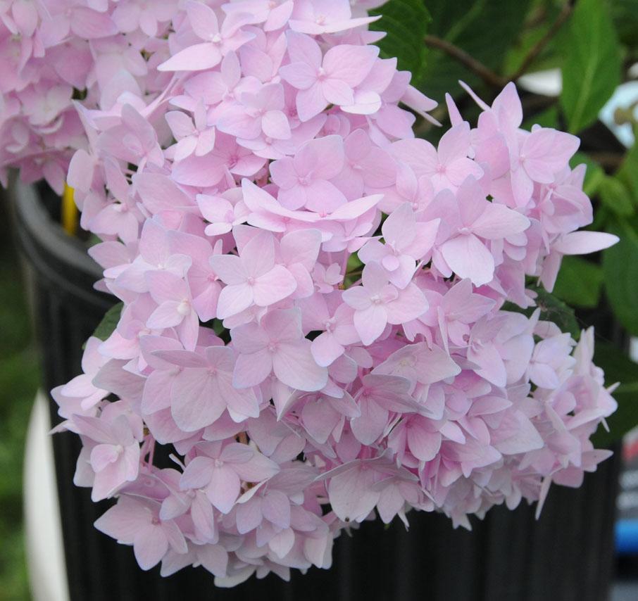 Hydrangea macrophylla 'Oak Hill'