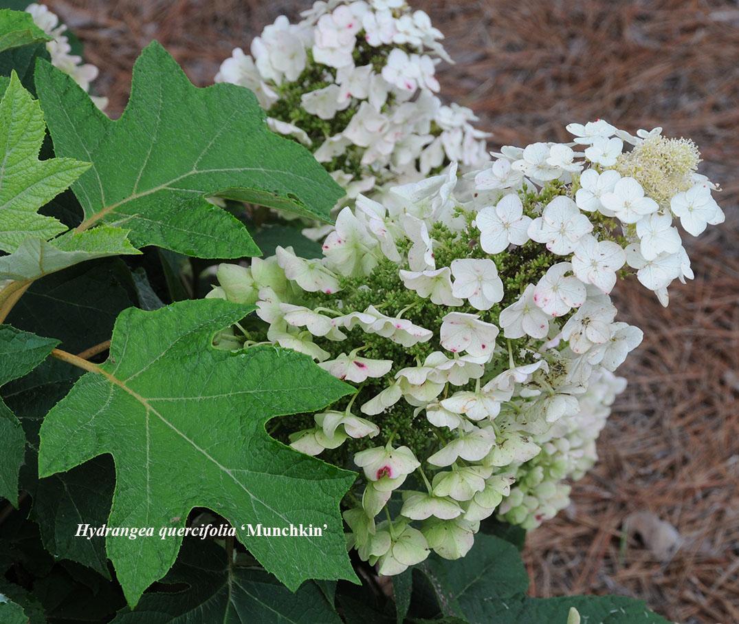 Hydrangea quercifolia (smaller selections) ‘Pee Wee’, ‘Ruby Slippers’, ‘Munchkin’,'Sike's Dwarf', Little Honey™ - Oakleaf Hydrangea.