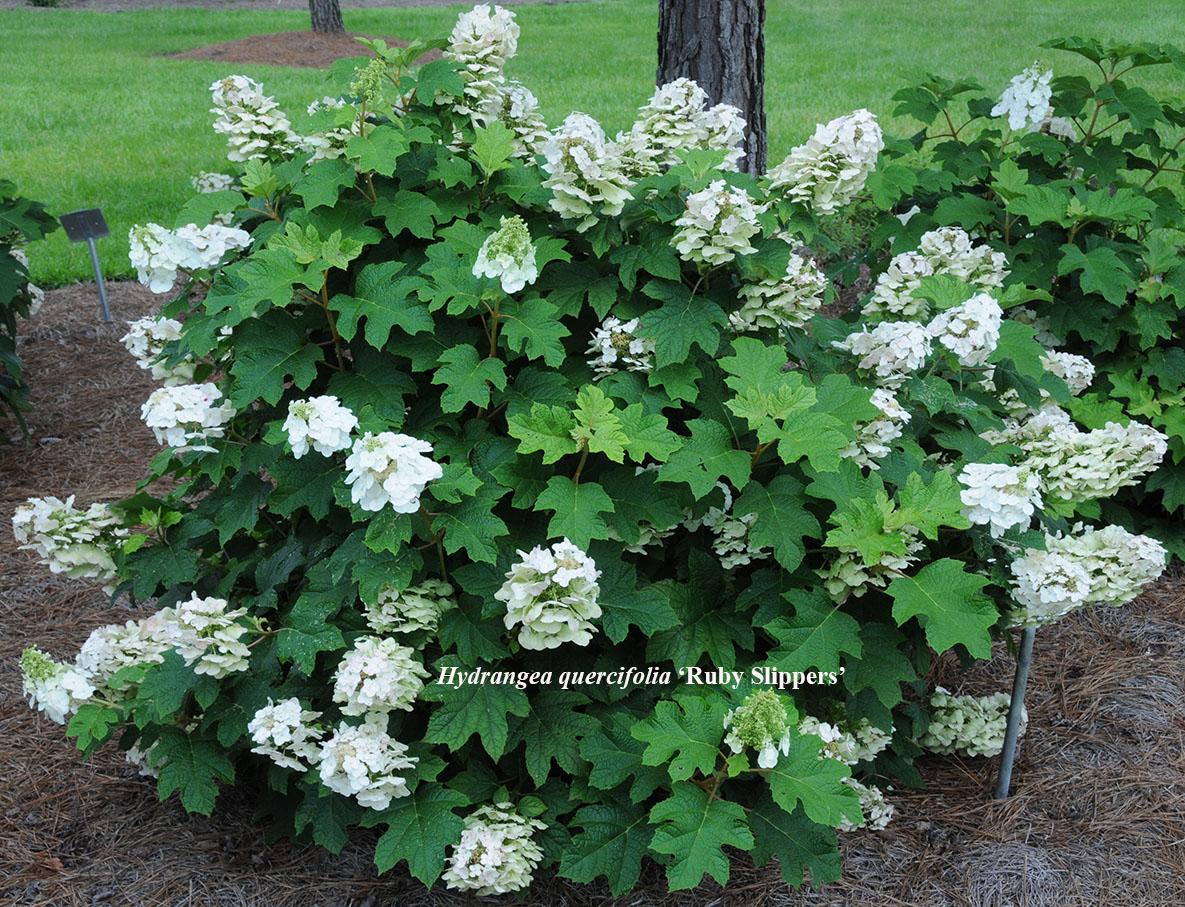 Hydrangea quercifolia (smaller selections) ‘Pee Wee’, ‘Ruby Slippers’, ‘Munchkin’,'Sike's Dwarf', Little Honey™ - Oakleaf Hydrangea.