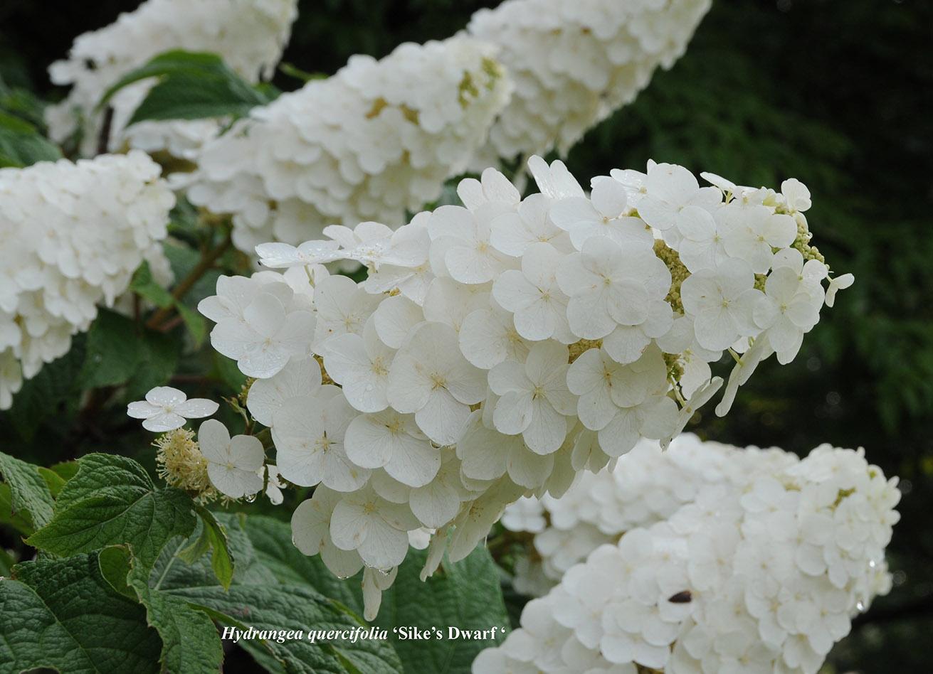 Hydrangea quercifolia (smaller selections) ‘Pee Wee’, ‘Ruby Slippers’, ‘Munchkin’,'Sike's Dwarf', Little Honey™ - Oakleaf Hydrangea.