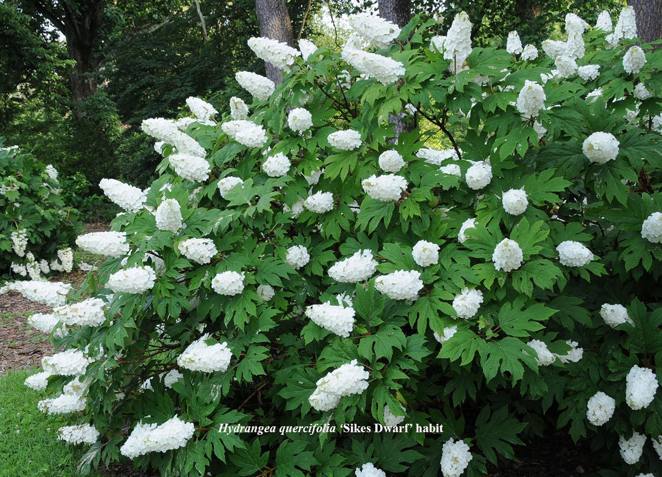 Hydrangea quercifolia (smaller selections) ‘Pee Wee’, ‘Ruby Slippers’, ‘Munchkin’,'Sike's Dwarf', Little Honey™ - Oakleaf Hydrangea.