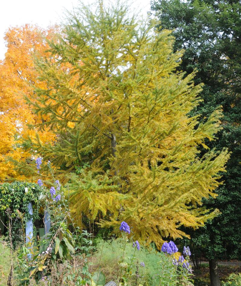 Pseudolarix amabilis - Golden Larch