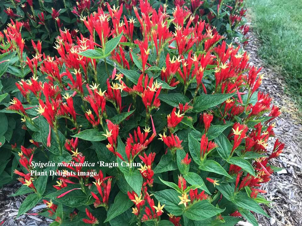 Spigelia marilandica - Indian Pink