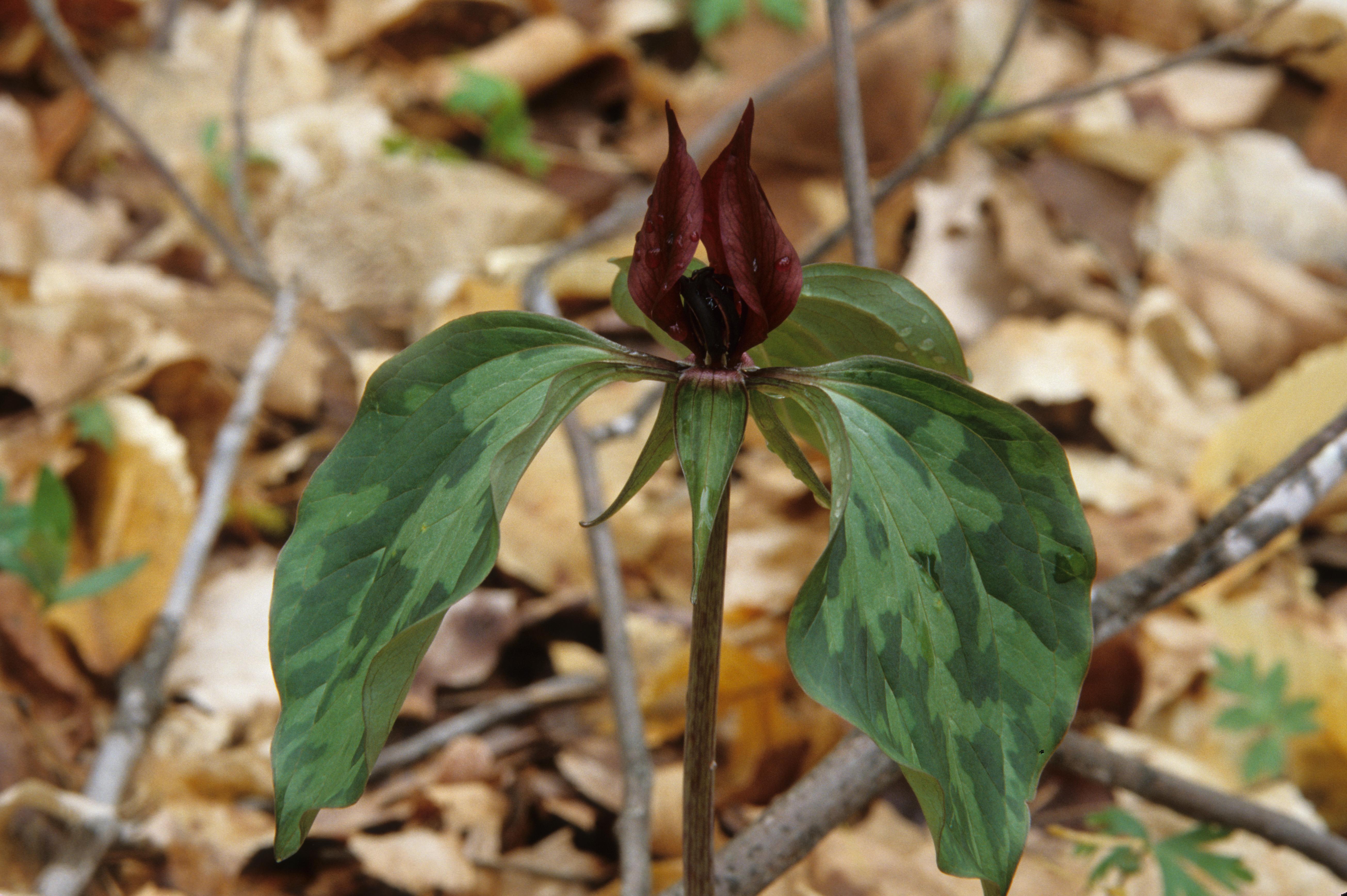 Trillium recurvatum