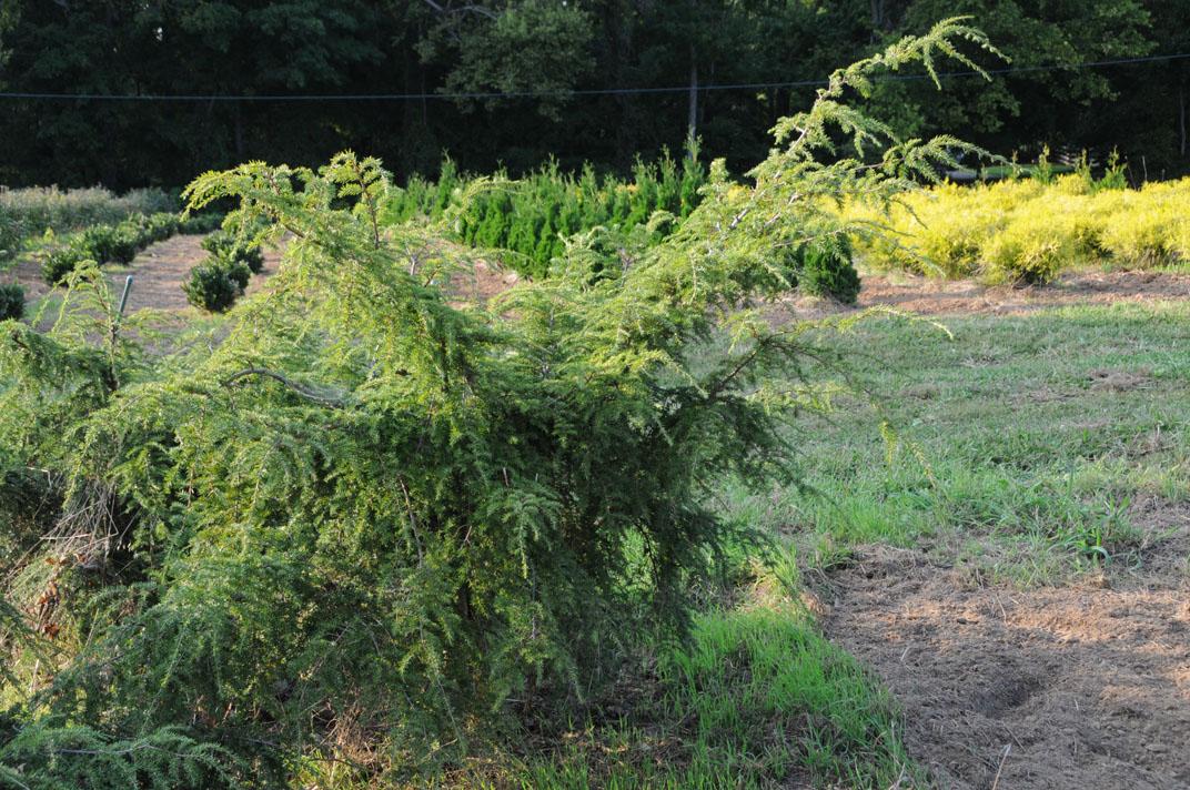 Tsuga candensis 'Sargentii'