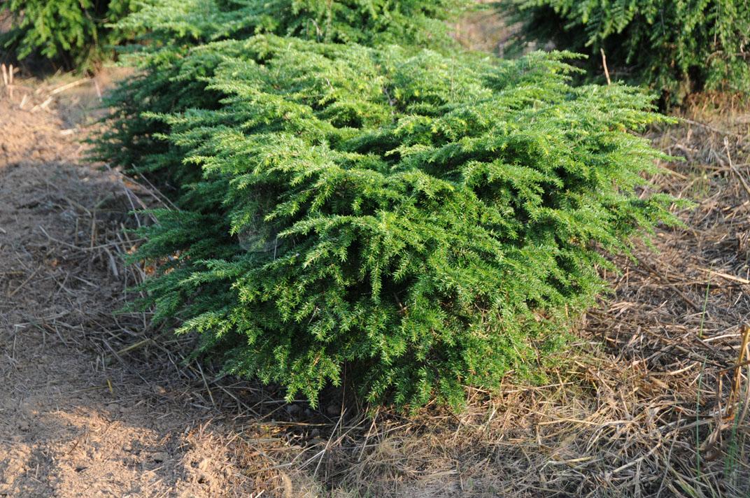 Tsuga canadensis 'Scotty Perry'