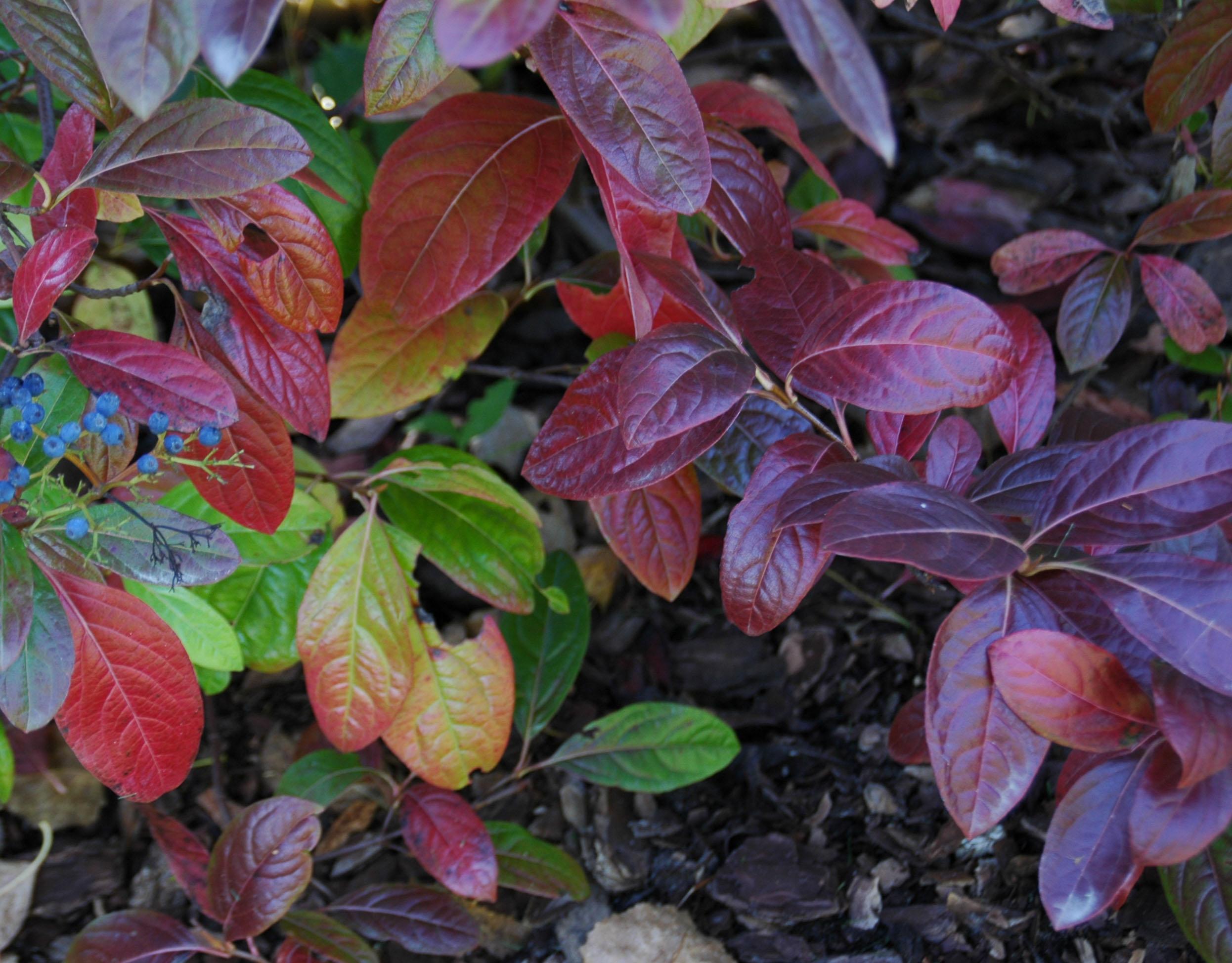 Viburnum nudum 'Winterthur' Viburnum nudum 'Winterthur'